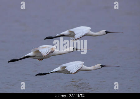 (190923)-BEIJING, Sept. 23, 2019 (Xinhua) - Drei schwarz-faced Löffelreiher sind in Macao, China, April 7, 2018 gesehen. Sonderverwaltungsregion Macau der Volksrepublik China ist auf der südwestlichen Seite des Pearl River Delta. Obwohl es sich um eine dicht besiedelte Region, mit einer Bevölkerung von etwa 670.000 und einer Fläche von etwa 33 km?, Macau hat Bemühungen auf ökologischen Schutz. Macao hat über 20 städtische Parks oder Gärten, Vier ländliche Parks und drei Feuchtgebiet ökologischen Zonen. Seine einzigartige geographische Lage bietet Zugvögeln wertvolle Rast- und Überwinterungsgebiet Stockfoto