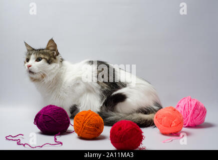 Weiß gefleckte Katze unter bunten Kugeln aus Wolle Garn auf grauem Hintergrund Stockfoto