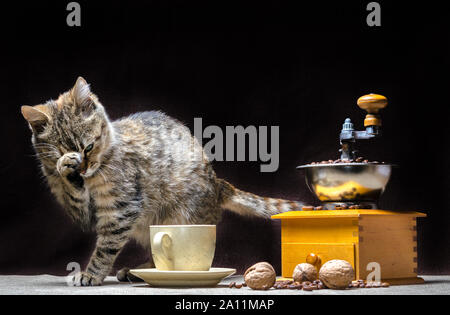 Tabby Farbe cat auf dem Tisch zusammen mit einer Kaffeemühle eine Tasse Körner und Nüsse Stockfoto
