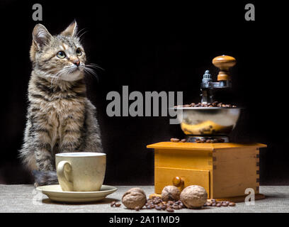 Tabby Farbe cat auf dem Tisch zusammen mit einer Kaffeemühle eine Tasse Körner und Nüsse Stockfoto