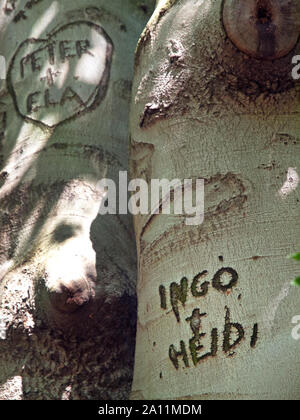 Namen Liebhabern" geschnitzt in einen Baum in Deutschland Stockfoto