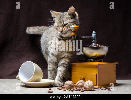 Graue Katze mit grünen Augen über eine Tasse Kaffee Stockfoto