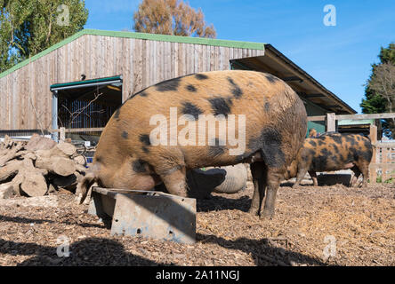 Essen von einem Tiefpunkt Dales Farm Country Centre in Ferring Ferring, West Sussex, UK. Schweinemast in einem Zoo. Stockfoto