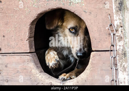 Erschrocken nach brauner Hund schaut aus seinem Doghouse Stockfoto