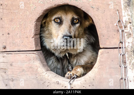 Erschrocken nach brauner Hund schaut aus seinem Doghouse Stockfoto