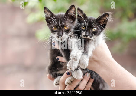 Zwei schwarze und weiße kleine Kätzchen in die Hände der Menschen Stockfoto