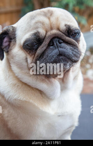 Niedliche Mops posiert für die Kamera Stockfoto