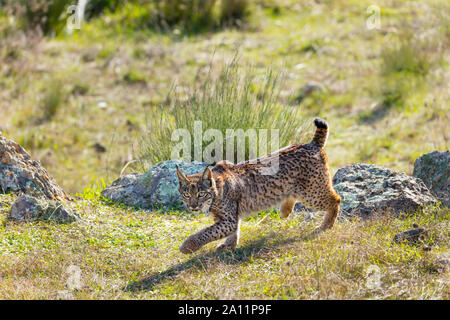 Iberische Luchs - LINCE IBÉRICO ((Lynx pardinus) Stockfoto