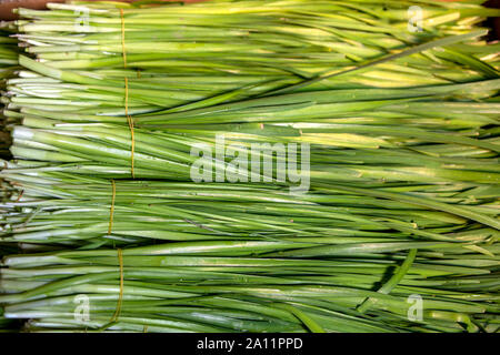 Blumensträuße frisch geschnittenen jusai mit Wassertropfen auf den Blättern close-up Stockfoto