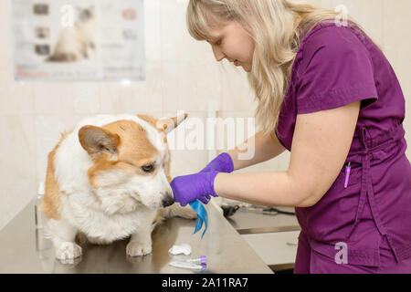 Professionelle Tierarzt Impfstoffe corgi Rasse Hund in der Tierklinik Stockfoto