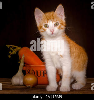 Überrascht kleine rote Katze sitzt auf dem rauhen Holzbrettern der Tisch neben eine orange Schüssel für Suppe und Möhren mit Grün oben, Zwiebel und Stockfoto