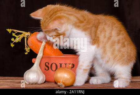 Kleine Red Tabby Kätzchen sitzt auf dem rauhen Holzbrettern der Tisch neben eine orange Schüssel für Suppe und Möhren mit Grün oben, Zwiebel und garl Stockfoto