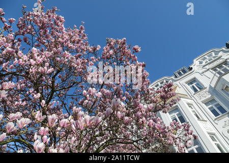Magnolie vor einem historischen Wohnhaus in Hamburg Stockfoto