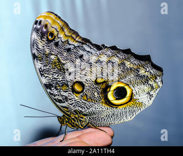 Ein silber-gelb großer Schmetterling seine Flügel falten sitzt auf einem menschlichen Öffnen Sie Palm auf einem grau-blauen Hintergrund Stockfoto