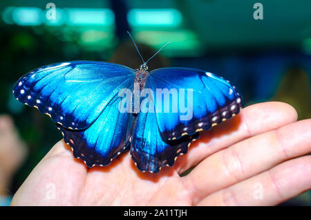 Hell blau großer Schmetterling seine Flügel ausbreiten sitzt auf einem menschlichen Mann öffnen Sie Palm auf ein blau-grauer Hintergrund Stockfoto