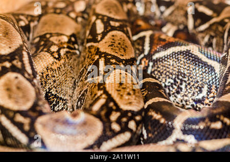 Helle Boa Schlangenhaut abstrakte Strukturmuster spoted Stockfoto