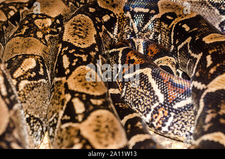 Boa Schlangenhaut abstrakte Strukturmuster spoted Stockfoto