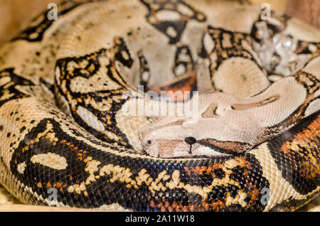 Blass Boa Schlangenhaut und Kopf mit schwarzen Auge Stockfoto