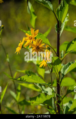 Erdbirne, topinambur Blumen Stockfoto