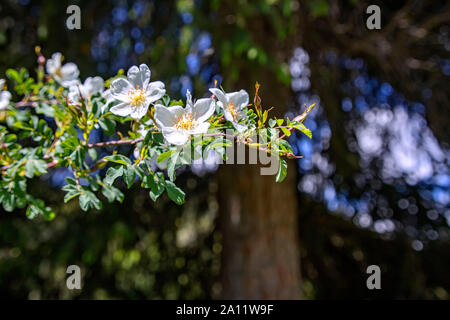 Wilde hagebutte Zweig mit weißen Blüten und Knospen close-up auf einem grünen verschwommenen Hintergrund Stockfoto