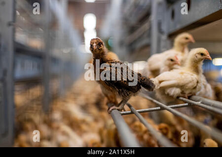 Junge braune Hähnchen in einer großen Hühnerfarm drinnen Stockfoto