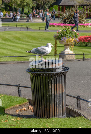 Eine Möwe auf einem Mülleimer in St. Stephen's Green Stockfoto