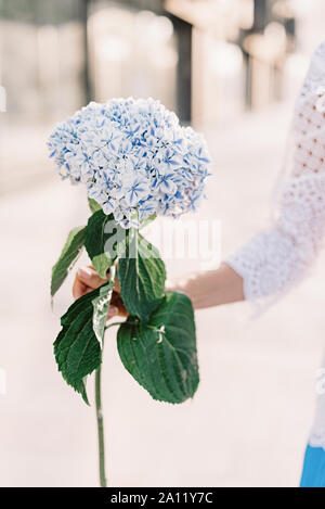 Eine große Blume aus vielen kleinen Blüten in Weiß und Blau Stockfoto