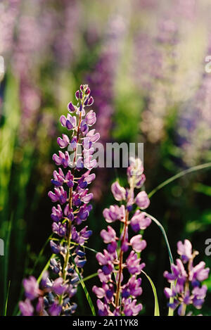 Lupinen - duftende und sanften Blumen auf hohe Zweige unter wilden Feldern wächst Stockfoto