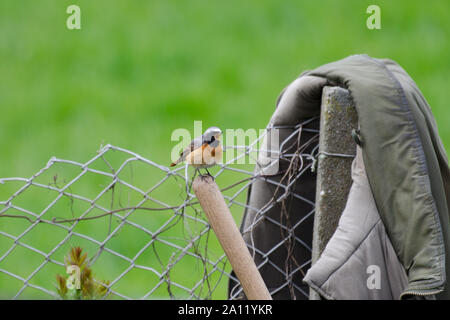 Common Redstart singen auf Zaun Stockfoto