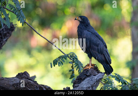 Gemeinsame Black Hawk (Buteogallus Anthracinus), Guanacaste, Costa Rica Stockfoto