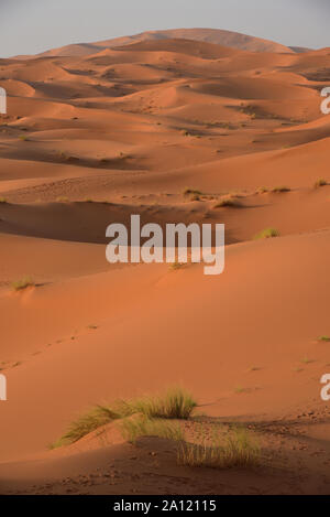 Der 250 m hohe Dünen von Erg Chebbi bedrohen die kleine Oase von Merzouga Sahara, Marokko, Afrika zu ersticken. Stockfoto