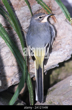 Gebirgsstelze (Montacilla cinerea). Nach in nicht-Zucht Gefieder. Südwesten Frankreichs. Stockfoto