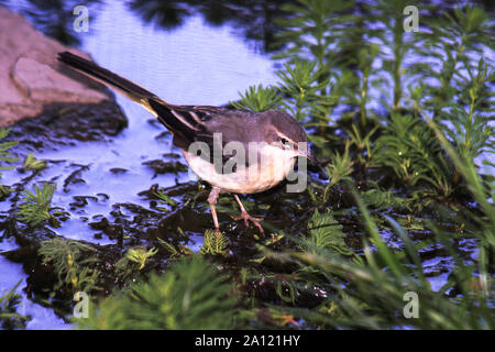 Gebirgsstelze (Montacilla cinerea). Nach in nicht-Zucht Gefieder. Südwesten Frankreichs. Stockfoto