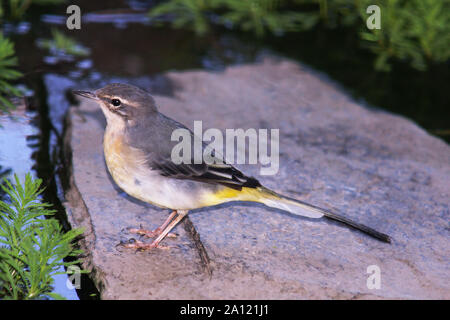 Gebirgsstelze (Montacilla cinerea). Nach in nicht-Zucht Gefieder. Südwesten Frankreichs. Stockfoto