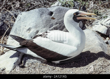 Galapagos Inseln Ecuador. Masked Booby (Sula dactylatra). Erwachsenen Vogel auf seinem Nest Website auf Haube Insel. Stockfoto