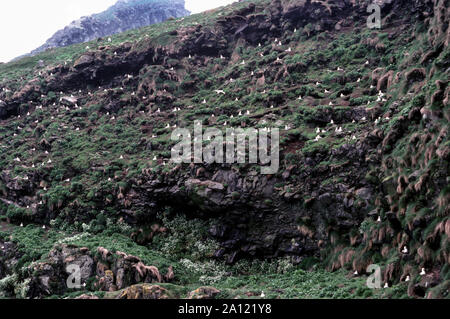 St Kilda. Eine Insel Gruppe rund 40 Meilen heraus, die in den Atlantik. Die Insel von Dun. Abschnitt der Petrel Eissturmvogel (Fulmarus glacialis) Kolonie. Schottland. Stockfoto