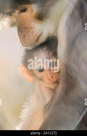 London, UK, 23. Sep 2019. Freche baby 'Buzz', nach der Astronaut Buzz Aldrin benannt, Wagnisse in der warmen Sonne heute morgen mit seiner Mamma Achimoto. Buzz ist eine 7-Wochen alten weißen naped mangabey, einer der seltensten Primaten der Welt, geboren und wurde zu neun Jahre alten Achimoto im ZSL London Zoo im August. Der Zoo hat jetzt eine Truppe von 8 Mangaben, einschließlich Buzz. Credit: Imageplotter/Alamy leben Nachrichten Stockfoto