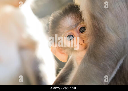 London, UK, 23. Sep 2019. Freche baby 'Buzz', nach der Astronaut Buzz Aldrin benannt, Wagnisse in der warmen Sonne heute morgen mit seiner Mamma Achimoto. Buzz ist eine 7-Wochen alten weißen naped mangabey, einer der seltensten Primaten der Welt, geboren und wurde zu neun Jahre alten Achimoto im ZSL London Zoo im August. Der Zoo hat jetzt eine Truppe von 8 Mangaben, einschließlich Buzz. Credit: Imageplotter/Alamy leben Nachrichten Stockfoto