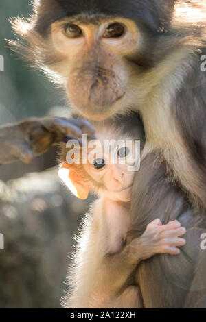 London, UK, 23. Sep 2019. Freche baby 'Buzz', nach der Astronaut Buzz Aldrin benannt, Wagnisse in der warmen Sonne heute morgen mit seiner Mamma Achimoto. Buzz ist eine 7-Wochen alten weißen naped mangabey, einer der seltensten Primaten der Welt, geboren und wurde zu neun Jahre alten Achimoto im ZSL London Zoo im August. Der Zoo hat jetzt eine Truppe von 8 Mangaben, einschließlich Buzz. Credit: Imageplotter/Alamy leben Nachrichten Stockfoto