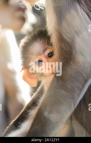 London, UK, 23. Sep 2019. Freche baby 'Buzz', nach der Astronaut Buzz Aldrin benannt, Wagnisse in der warmen Sonne heute morgen mit seiner Mamma Achimoto. Buzz ist eine 7-Wochen alten weißen naped mangabey, einer der seltensten Primaten der Welt, geboren und wurde zu neun Jahre alten Achimoto im ZSL London Zoo im August. Der Zoo hat jetzt eine Truppe von 8 Mangaben, einschließlich Buzz. Credit: Imageplotter/Alamy leben Nachrichten Stockfoto