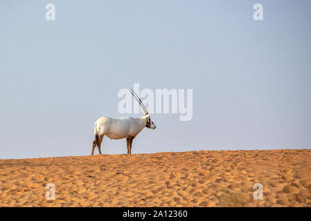 Arabische Oryx, Weiße Oryx (Oryx leucoryx) in der Wüste in der Nähe von Dubai, Vereinigte Arabische Emirate Stockfoto