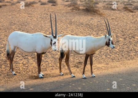 Arabische Oryx, Weiße Oryx (Oryx leucoryx) in der Wüste in der Nähe von Dubai, Vereinigte Arabische Emirate Stockfoto