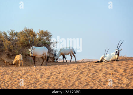 Herde der Arabische Oryx, Weiße Oryx (Oryx leucoryx) in der Wüste in der Nähe von Dubai, Vereinigte Arabische Emirate Stockfoto