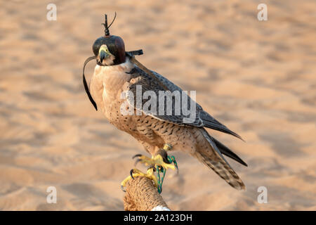 Falcon mit einer Haube aus Leder. Falknerei in der Wüste in der Nähe von Dubai, Vereinigte Arabische Emirate Stockfoto