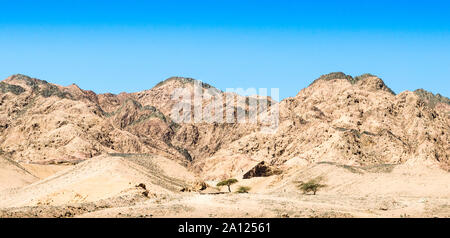 Bäume in der Wüste von Ägypten vor dem Hintergrund der hohen Rocky Mountains Stockfoto