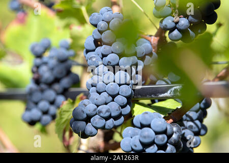 23. September 2019, Brandenburg, Potsdam: Trauben der Sorte 'Regent' hängen an der königlichen Weinberg Reben während der roten Jahrgang. Die dunklen Trauben werden in einem trockenen Rotwein, die am Königlichen Wein Festival am zweiten Wochenende im Juli 2020 verkauft werden verarbeitet. Die winzerberg gehört zur Stiftung Preußische Schlösser und Gärten Berlin-Brandenburg (Stiftung Preußische Schlösser und Gärten Berlin-Brandenburg), wird von einem Förderverein gepflegt und ist Teil der Weltkulturerbe Potsdams seit 1990. Foto: Soeren Stache/dpa-Zentralbild/dpa Stockfoto