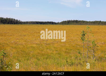 Fast baumlosen Honkaneva string bog oder starken Kot in Seinäjoki, Finnland, an einem sonnigen Tag von Ende Sommer. Stockfoto