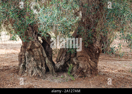 Olivenbäume krank von xylella im Salento, Apulien, Italien Stockfoto