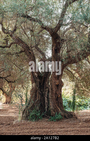 Olivenbäume krank von xylella im Salento, Apulien, Italien Stockfoto