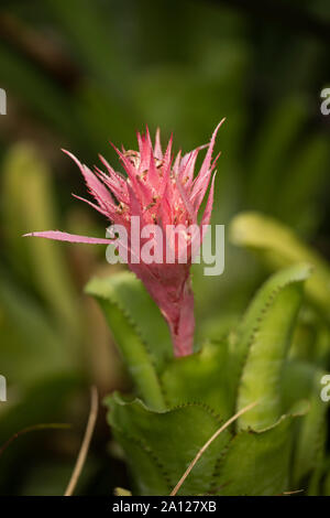 Aechmea fasciata, bekannt als silberne Vase oder Urne Pflanze, eine Bromeliade aus Brasilien. Stockfoto